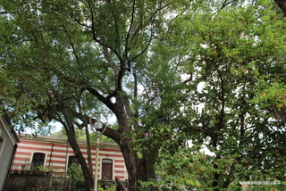 Cinnamomum camphora