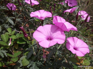 Convolvulus althaeoides