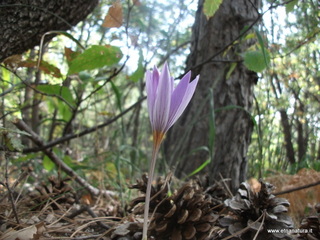 Crocus longiflorus