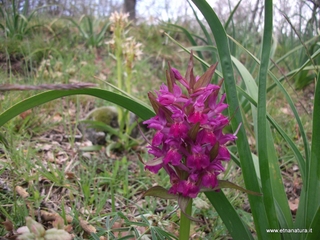 Dactylorhiza sambucina