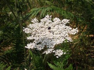 Dacus carota