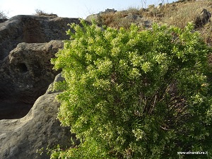 Daphne gnidium