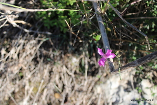 Dianthus siculus