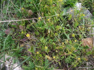 Diplotaxis viminea