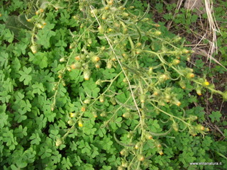 Dittrichia graveolens