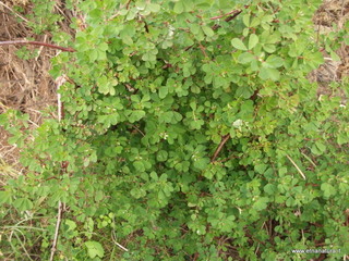 Dorycnium rectum