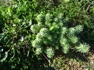 Euphorbia segetalis
