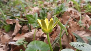 Ficaria grandiflora