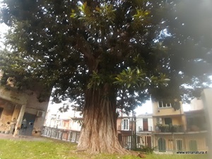 Ficus elastica