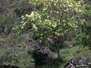 Fraxinus ornus
