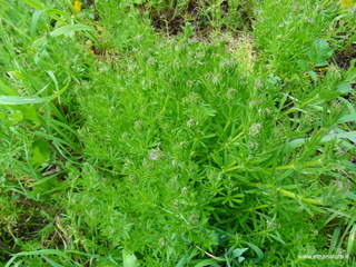 Galium aparine