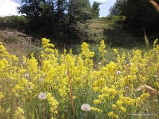 Galium verum