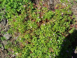 Geranium purpureum