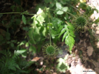 Geum urbanum