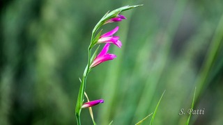 Gladiolus italicus