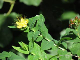 Hypericum hircinum