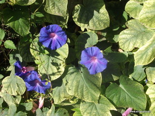 Ipomoea indica