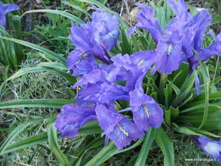 Iris planifolia