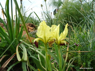 Iris pseudopumila