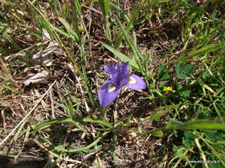 Iris sisyrinchium