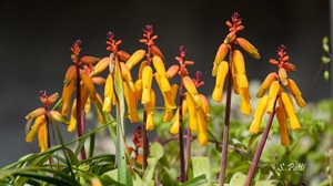 Lachenalia aloides