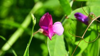 Lathyrus clymenum
