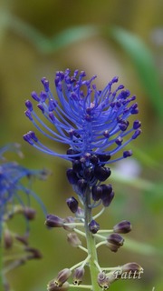 Leopoldia comosa