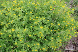 Lotus ornithopodioides