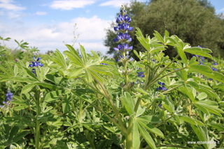 Lupinus cosentinii