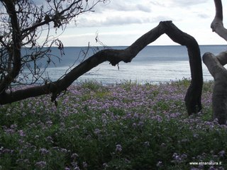 Matthiola tricuspidata