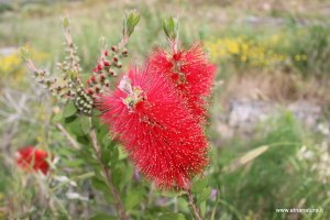 Melaleuca rugulosa Melaleuca rugulosa