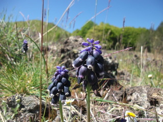 Muscari neglectum