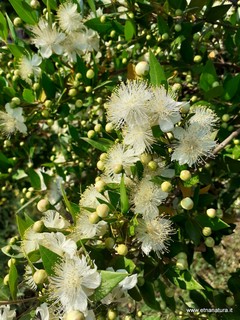 Myrtus communis
