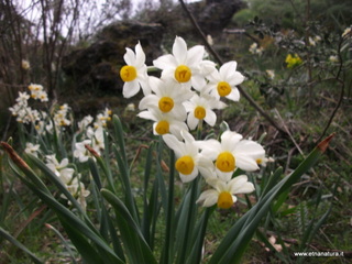 Narcisus tazetta