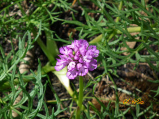 Neotinea tridentata