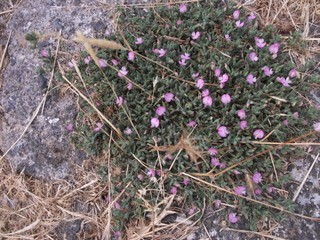 Ononis oligophylla