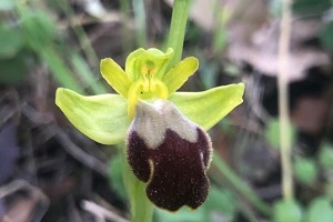 Ophrys fusca
