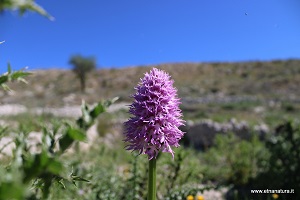 Orchis italica