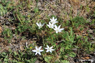 Ornithogalum divergens