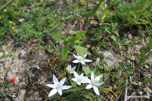 Ornithogalum orthophyllum