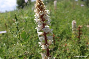 Orobanche crenata