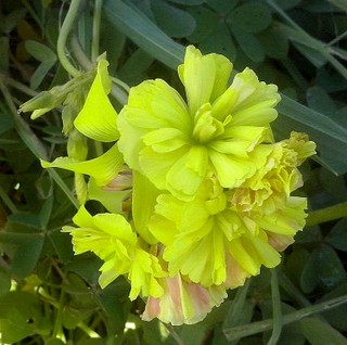 Oxalis pes-caprae pleniflora
