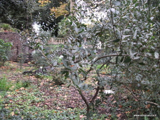 Phillyrea latifolia