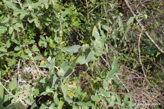 Phlomis fruticosa