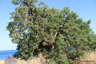 Phytolacca dioica