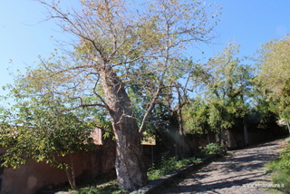 Platanus orientalis