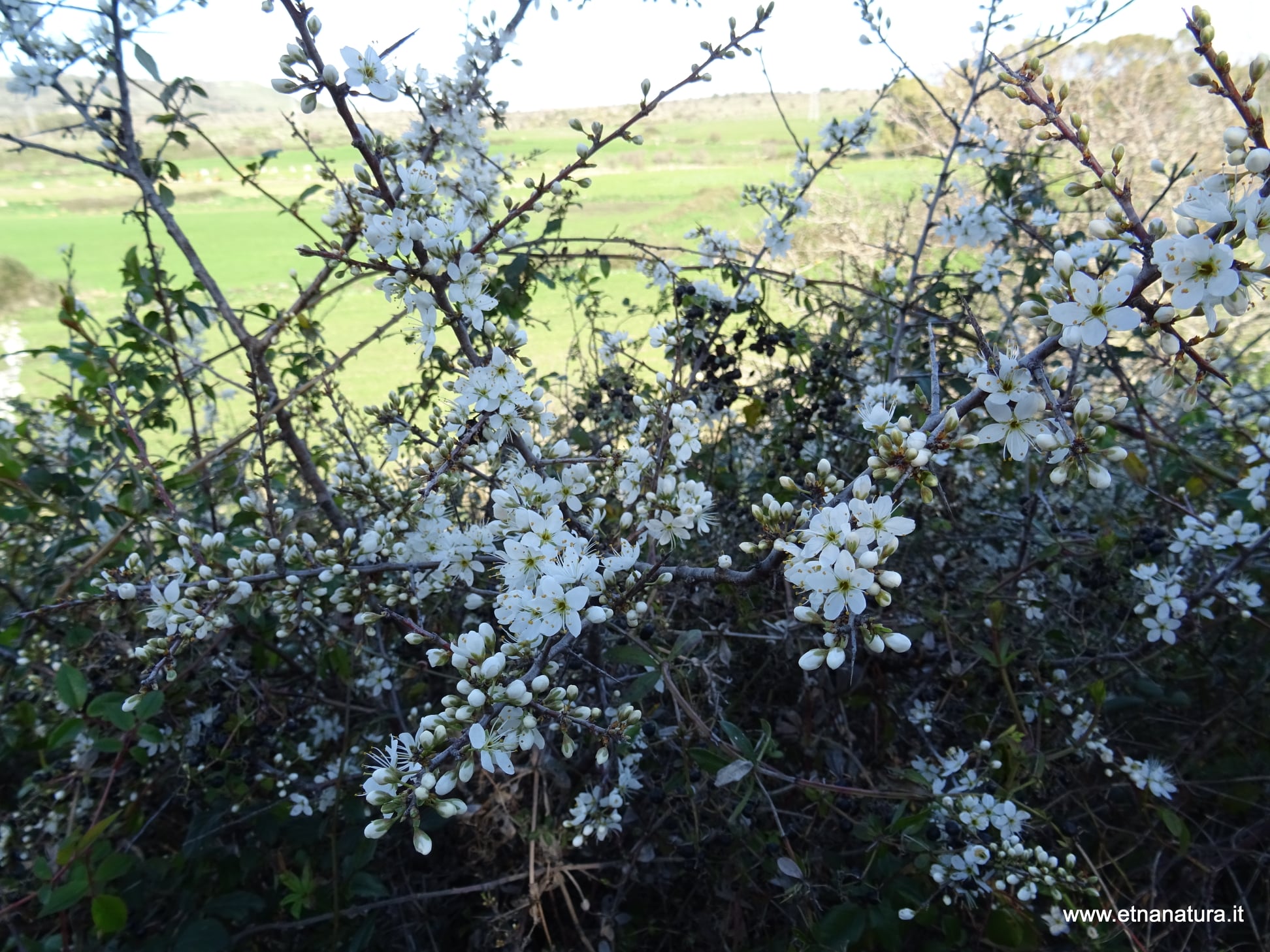 Prunus spinosa