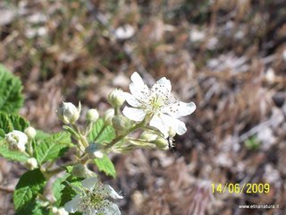 Rubus canescens
