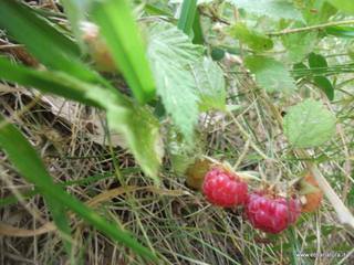 Rubus idaeus