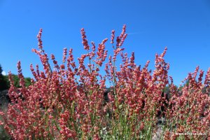 Rumex scutatus Rumex scutatus